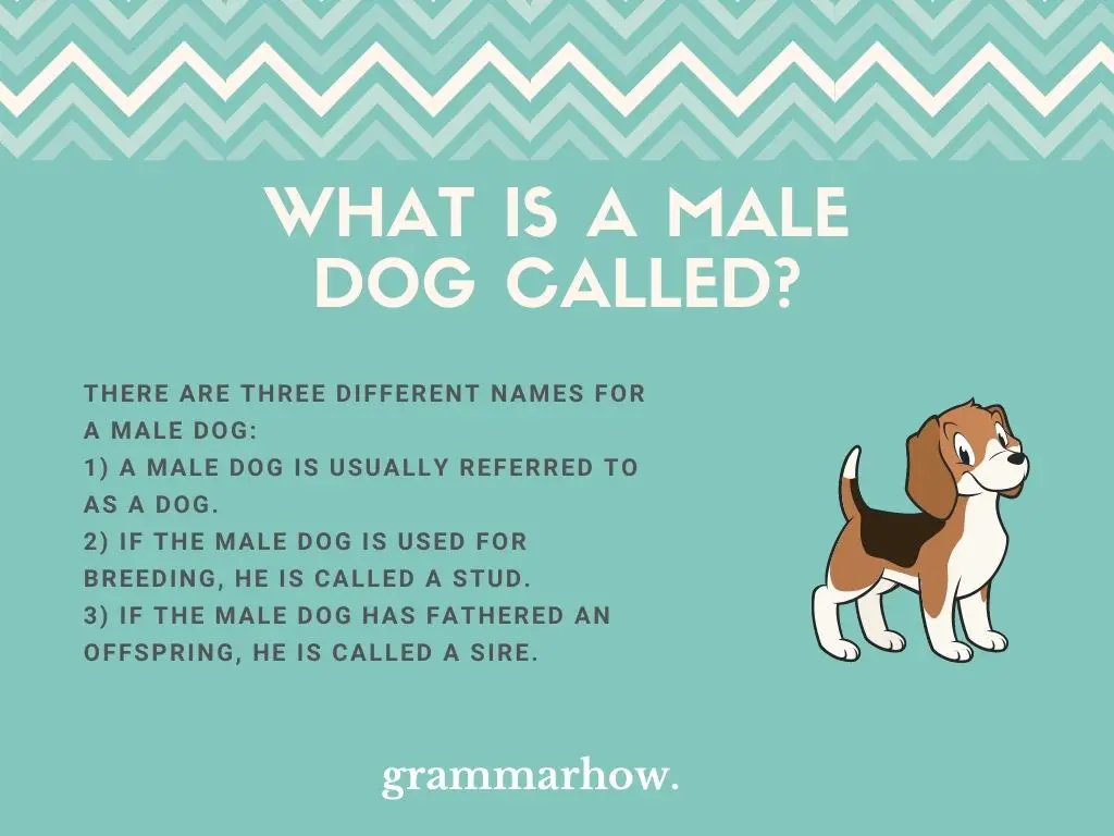 what is a male dog called
