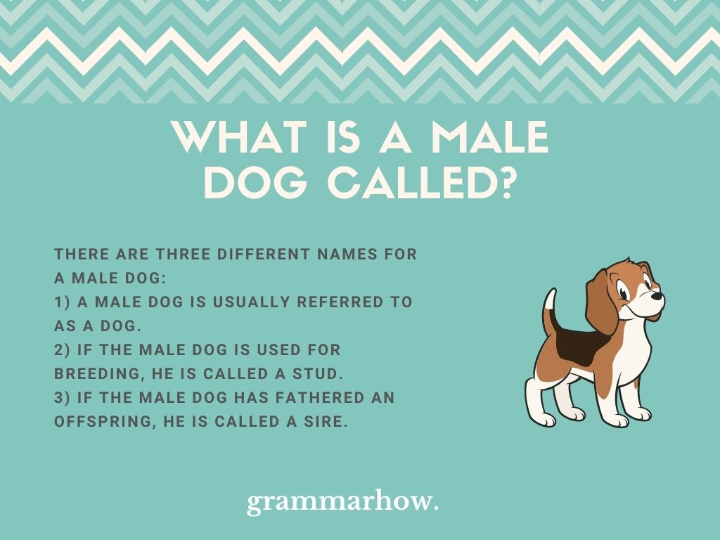 what is a male puppy called