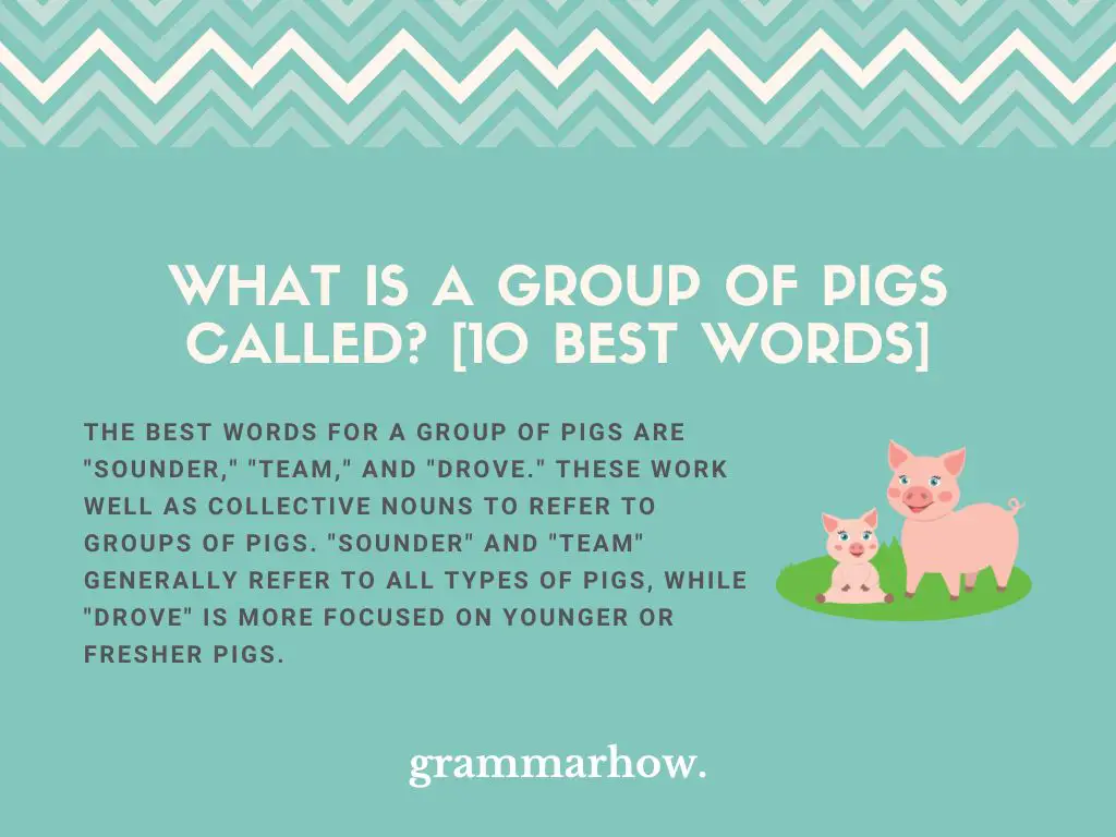 What Is a Group of Pigs Called