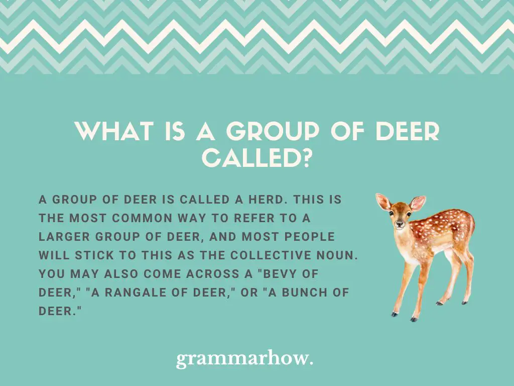 What Is a Group of Deer Called?
